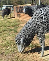 Kambah Sheep small