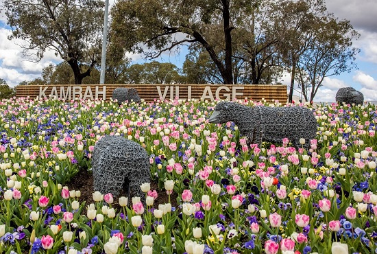 Kambah Sheep large
