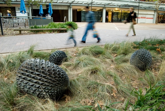 Casuarina Pods